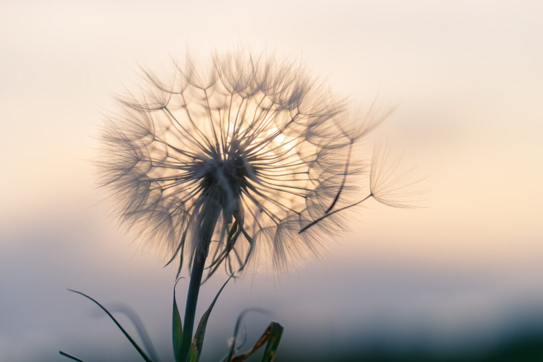 https://mit-barbara.ch/wp-content/uploads/2025/07/AdobeStock_92137605-1080x720.jpeg